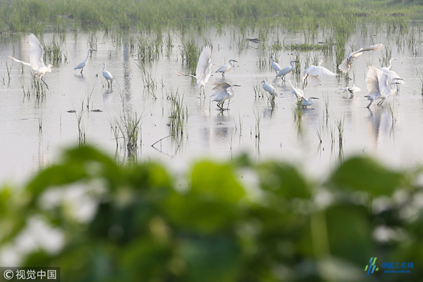 立秋将至白鹭南飞 霞映白鹭舞翩翩