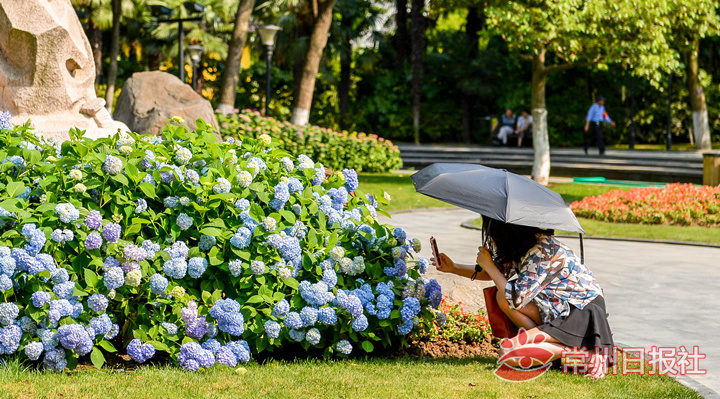 生活像花儿一样!人民公园绣球花季5月20日开幕