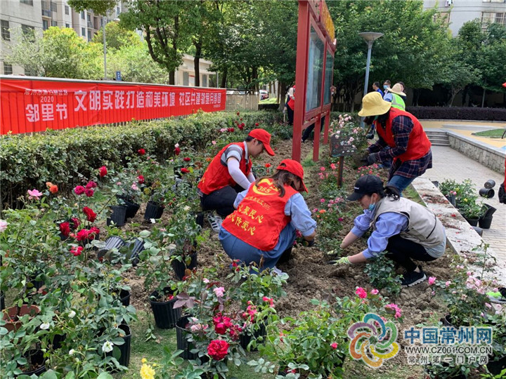 []水杉路社区：打造月季园微景观 共建美丽家园