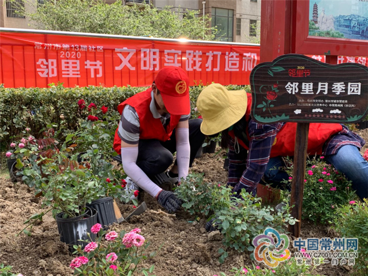 ■文明花开香满龙城 常州又建8座“邻里月季园”