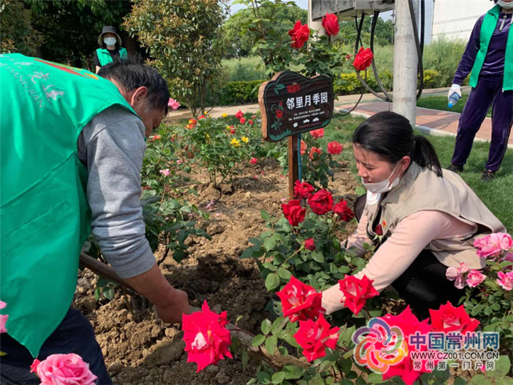 ■文明花开香满龙城 常州又建8座“邻里月季园”