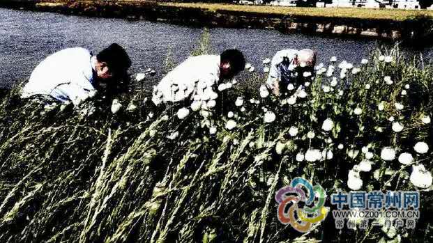 |这种“毒花”不能种！金坛一村民种植罂粟被判刑