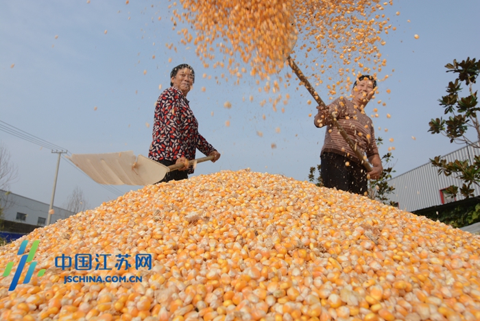 东海县双店镇农民晾晒玉米、起收花生 庆祝“中国农民丰收节”