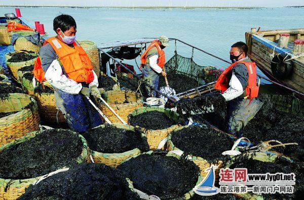 『』确保疫情防控期间紫菜收割有序复工