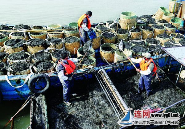 『』确保疫情防控期间紫菜收割有序复工