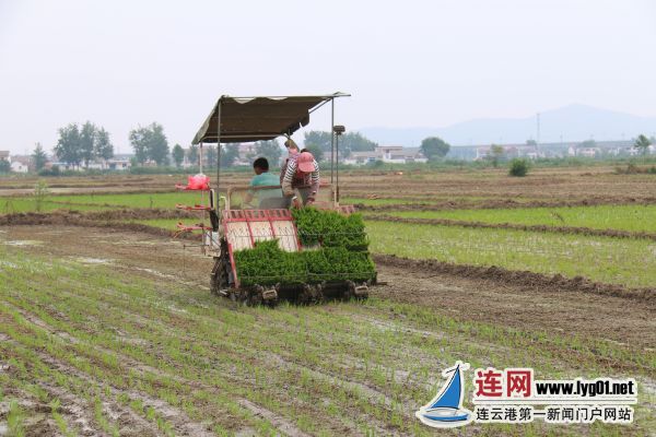 |加快土地流转 实施集中经营 圩丰镇4万农民将“洗脚上田”