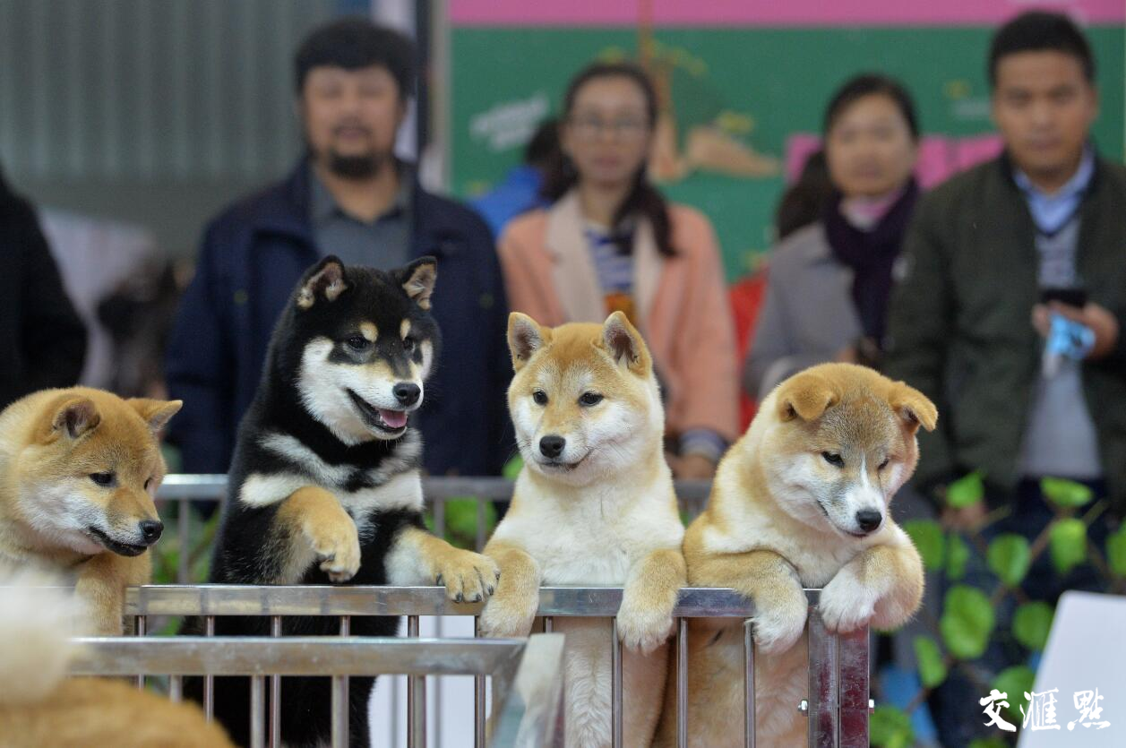 2018年中国(南京)宠物文化节在南京国际博览中心开展