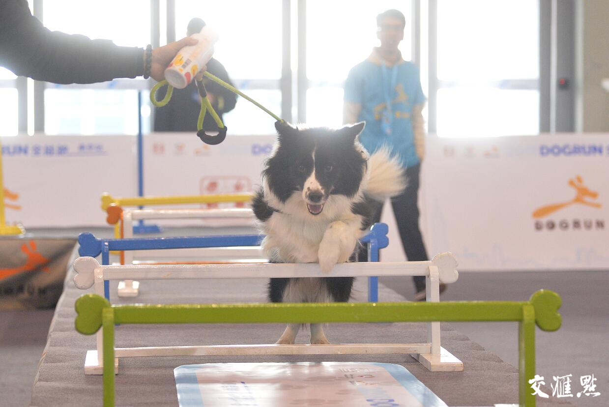 2018年中国(南京)宠物文化节在南京国际博览中心开展