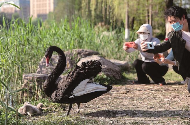 南京莲花湖公园现已有15只黑天鹅在此“安家”