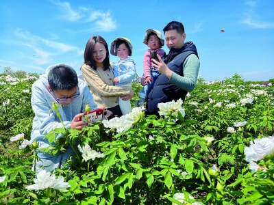 22483-A4牡丹花开竞芳菲—图片22292_b.jpg
