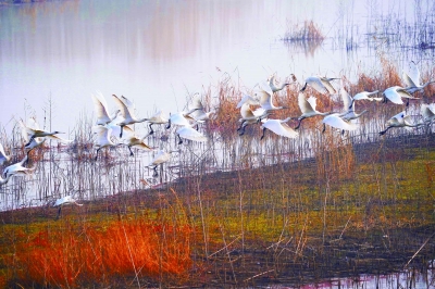 77874-A9飞鸟美人白琵鹭飞抵龙袍湿地—图片77654_b.jpg