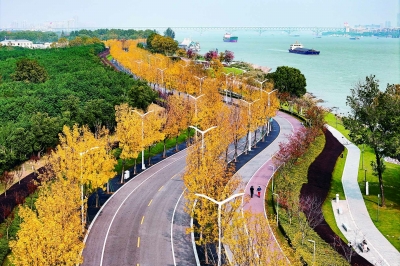 149937-A2长江北岸金色大道秋意浓—图片149719_b.jpg