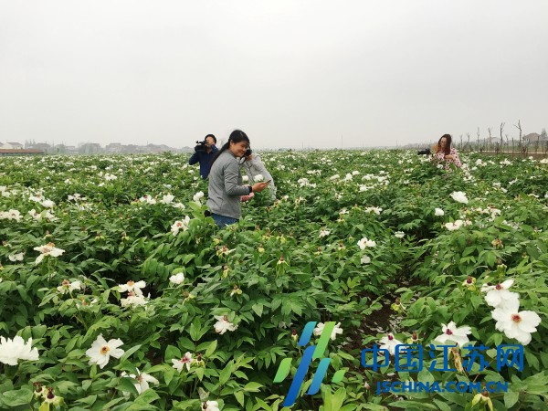 牡丹花开香万里 启东合作镇全力打造特色旅游