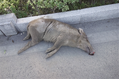 高速上开着车 突然冲来只野猪