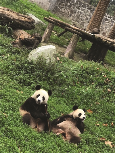 三只大熊猫今天上午乘飞机到南京 国庆长假就