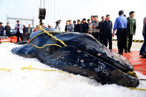 启东座头鲸死亡 专家:可能患有疾病 导致其导航