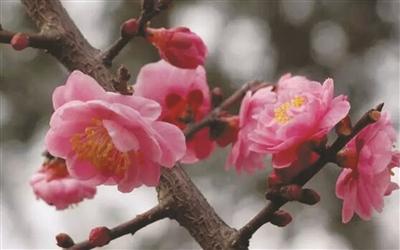 赏梅时不妨找找 这几种"南京梅"