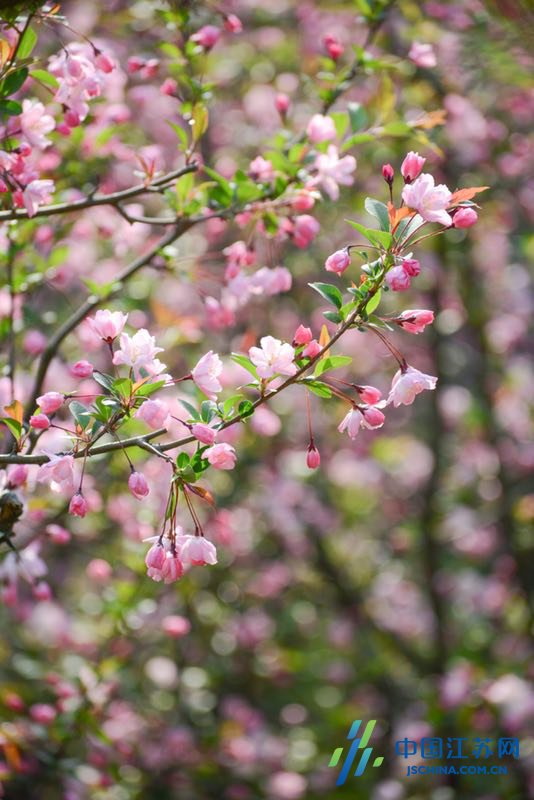 樱花落了南京人去哪赏花? 莫愁湖公园万枝海棠花相继绽盛放