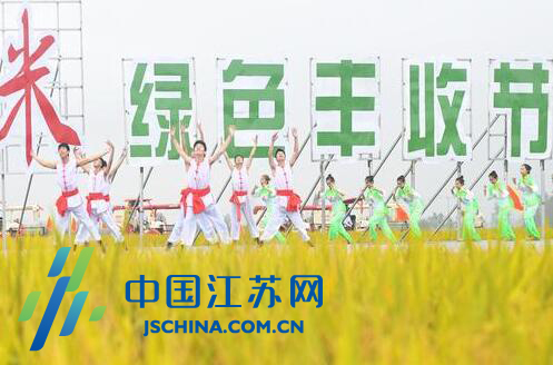 江苏盱眙县33.9万亩“龙虾香米”迎丰收