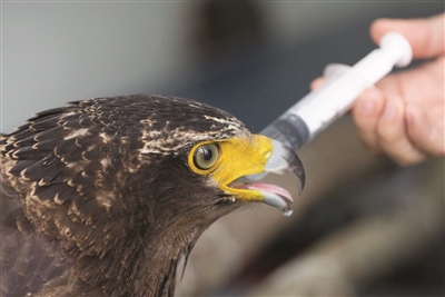 紫金山珍稀猛禽蛇雕食物中毒幸获救 国家二级保护动物