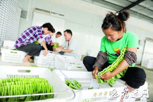 泗洪县海纳蔬菜基地直供港澳市场 年利润800万