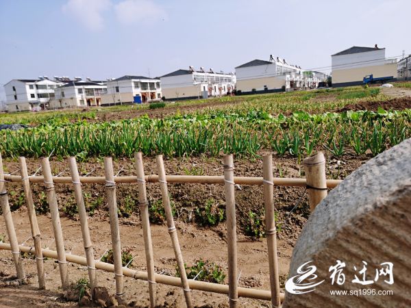 『』泗阳“映篱园”内忆分田
