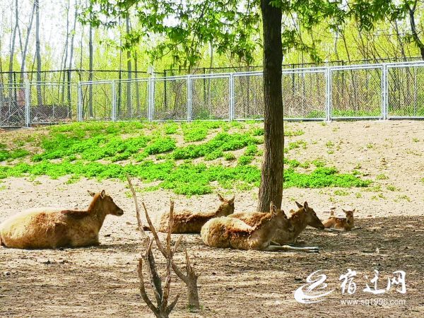 ##宿迁动物园喜迎一头小麋鹿 工作人员叮嘱游客悄悄看