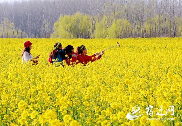 江苏沭阳2020桑墟镇g_沭阳学区房划分2020(2)