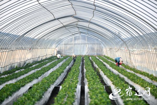 「」集体收入达41.5万！宿迁闸圩村对症下药拔穷根