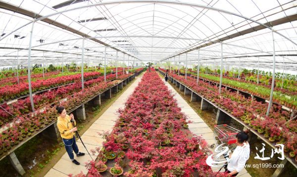 花卉租赁：扮靓生活的新选择
