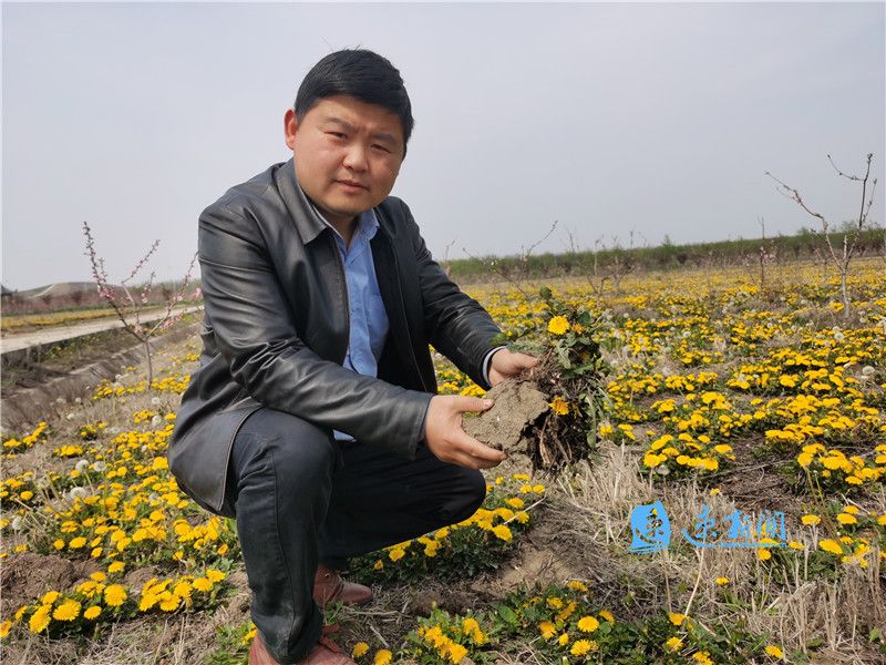 「」泗阳：把直播搬到地头，收获蒲公英的四茬“春天”