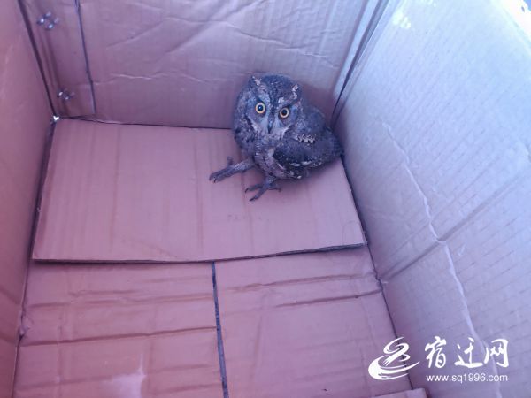 『』猫头鹰幼鸟“现身”办公区 4S店员工暖心救助