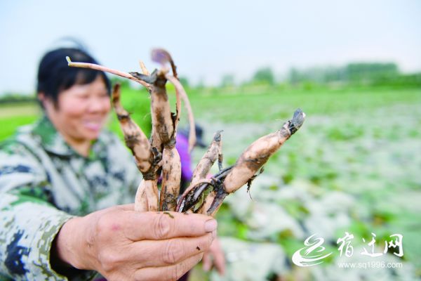 「」水生植物成新宠