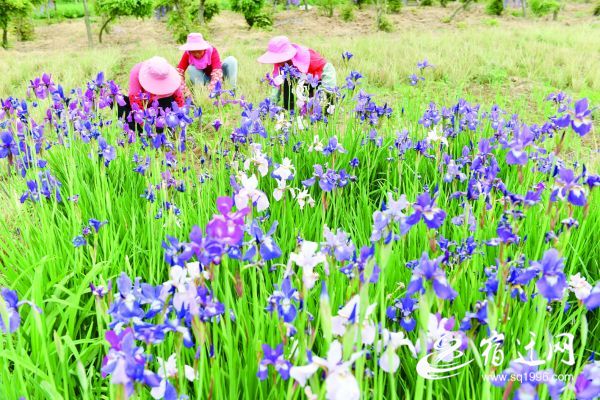 「」水生植物成新宠