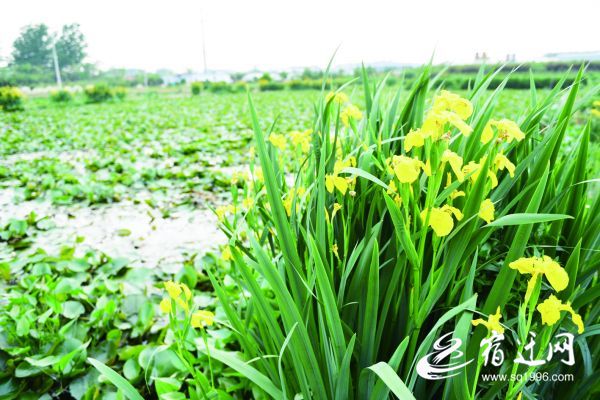 「」水生植物成新宠