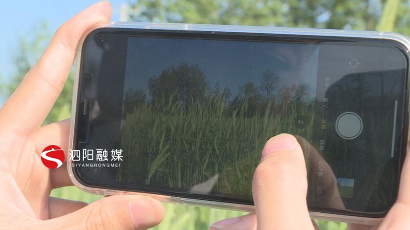 「」真稀奇！泗阳王集这样的“巨型小麦”您见过吗？
