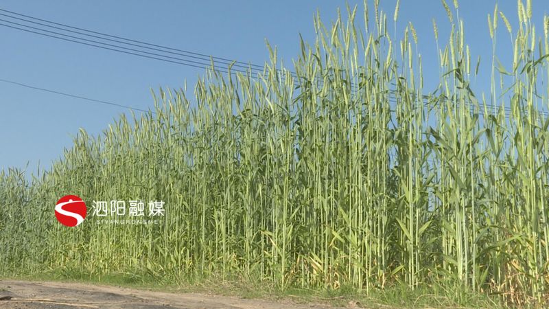 「」真稀奇！泗阳王集这样的“巨型小麦”您见过吗？