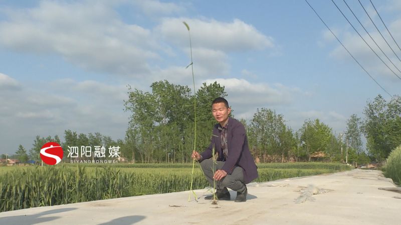 「」真稀奇！泗阳王集这样的“巨型小麦”您见过吗？
