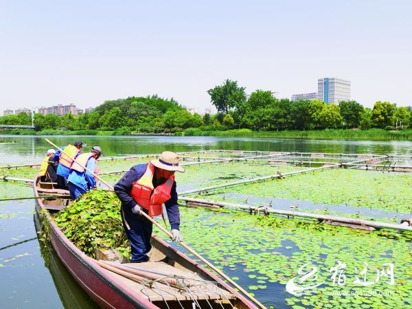 「」为守护一湾碧水，宿迁有一群不会“草草了事”的人