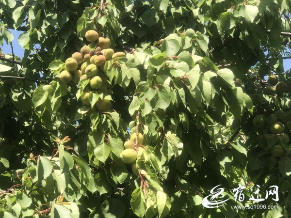 「」初夏，观赏果树遭遇“成熟烦恼” 其实看比吃更“得味”