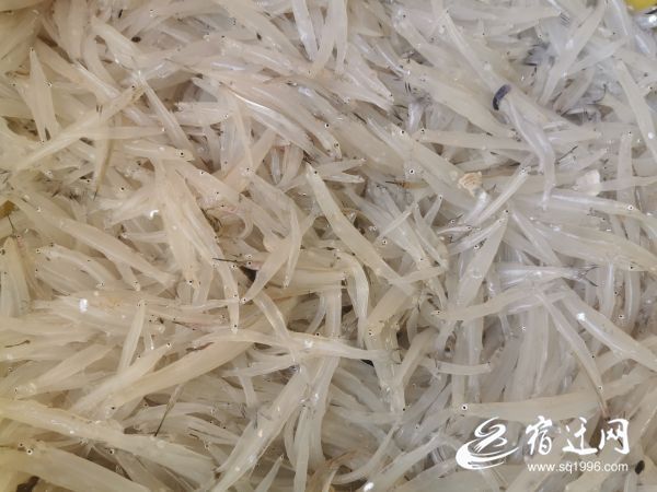 「」洪泽湖银鱼开捕啦 每条船每天限额捕捞