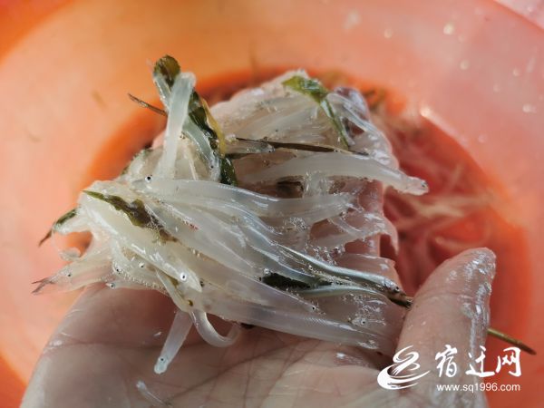 「」洪泽湖银鱼开捕啦 每条船每天限额捕捞