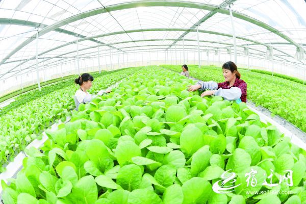 |宿迁：无土栽培 助农增收