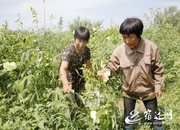 |宿迁泗阳：产业富民打造乡村振兴“小史集样板”