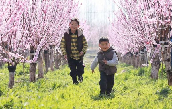 |沭阳桑墟榆叶梅喜领国家农产品地理标志登记证书