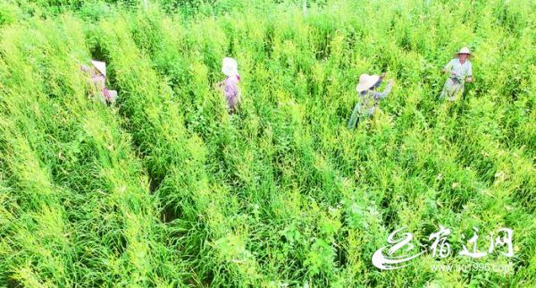|宿迁大元村：黄花菜“不凉” 火热产业带民富