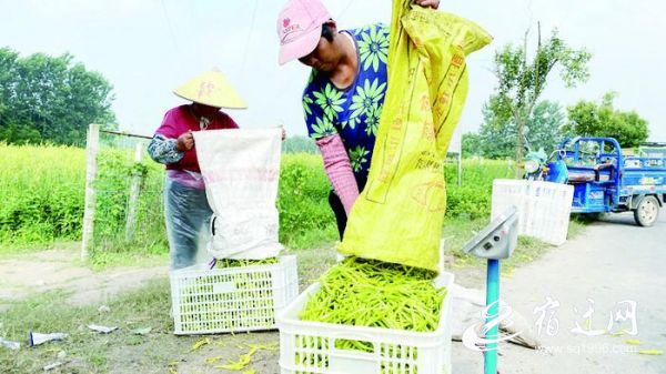 |宿迁大元村：黄花菜“不凉” 火热产业带民富