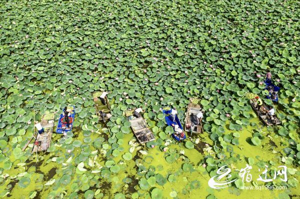 |泗洪：渔民转产采莲忙