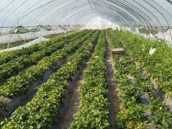 |宿迁宿城：消费扶贫“做媒牵线” 为农产品找出路
