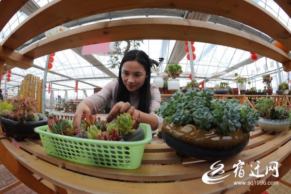 |宿迁耿车镇：特事特办快接电 种植多肉奔小康